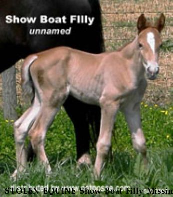 STOLEN EQUINE Show Boat Filly Missing from pasture, Near Brentwood nbsp, KY, 37027